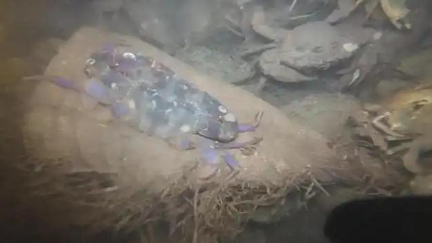 青岛一海域螃蟹扎堆有人一晚捞百斤