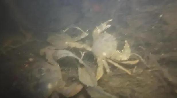 青岛一海域螃蟹扎堆有人一晚捞百斤