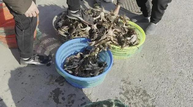 青岛一海域螃蟹扎堆有人一晚捞百斤