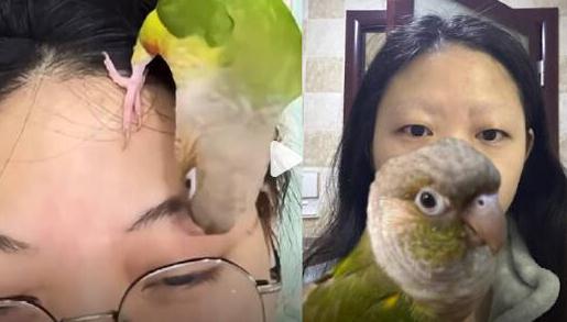 女子被鹦鹉啄光眉毛:以为在按摩