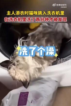 猫在洗衣机里洗了2分钟才被发现