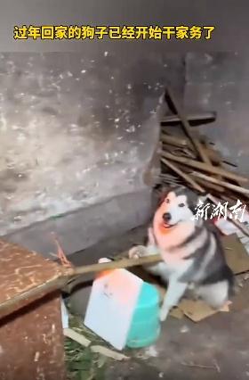 过年回家的狗子已经开始干家务了