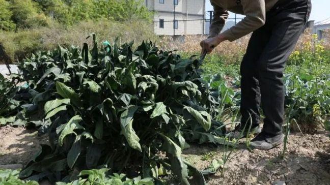 村民种出16多斤巨无霸菠菜