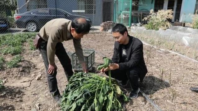 村民种出16多斤巨无霸菠菜 罕见体型引关注