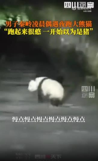 男子遇夜跑大熊猫一开始以为是猪