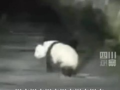 男子遇夜跑大熊猫一开始以为是猪：跑起来憨憨的，顺着路边离开了