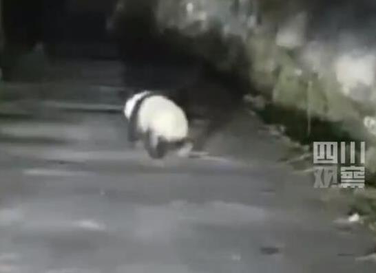 男子遇夜跑大熊猫一开始以为是猪