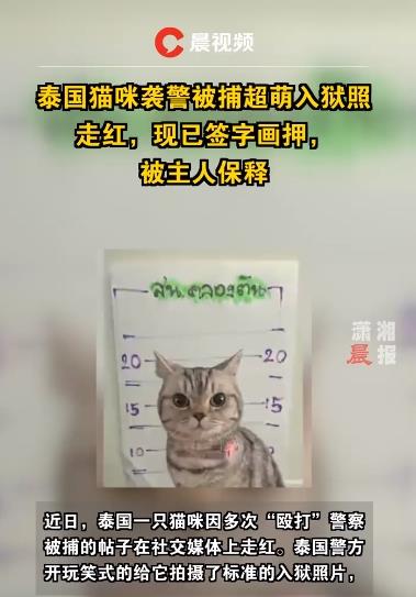 泰国猫咪袭警被捕超萌入狱照走红