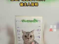 泰国猫咪袭警被捕超萌入狱照走红 现已签字画押，被主人保释（图）