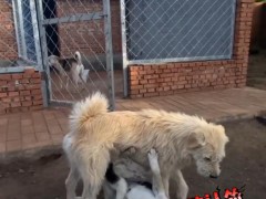 中国下司犬外网爆火 被称为中国狗王 王者无需獠牙，野性也能优雅（图）