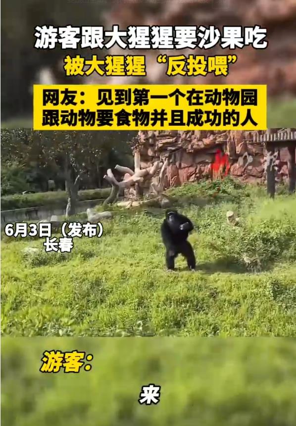 女子在动物园被大猩猩反向投喂 