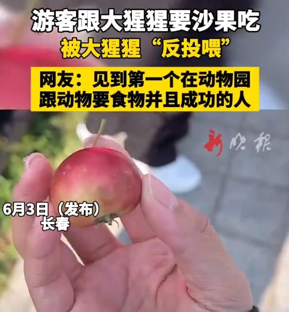 女子在动物园被大猩猩反向投喂 