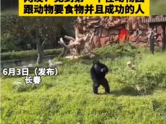 女子在动物园被大猩猩反向投喂 网友：见到第一个在动物园跟动物要食物并且成功的人（图）