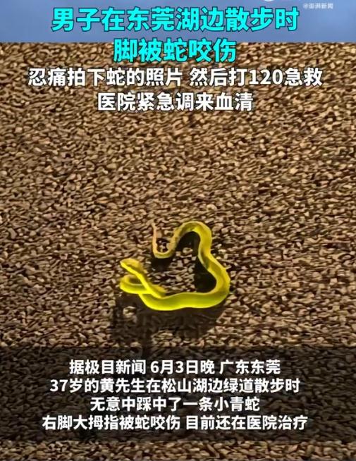男子散步被青蛇咬伤后忍痛拍照