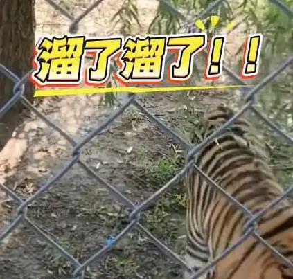 游客拍到老虎蹑手蹑脚吓另一只虎