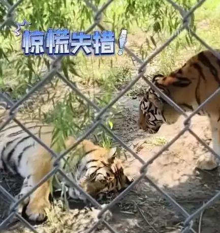 游客拍到老虎蹑手蹑脚吓另一只虎