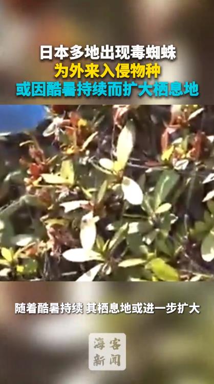 日本多地出现毒蜘蛛