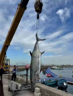 男子钓出227.2斤鱼王引围观