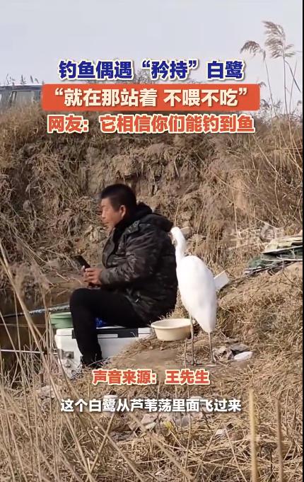 男子钓鱼偶遇“矜持”白鹭 