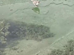 起猛了 看见一只鸟在潜水捕鱼 这是什么情况?