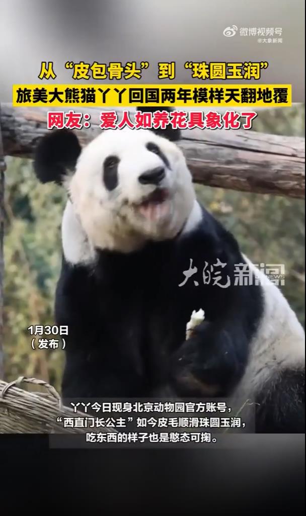 丫丫回国两年多已判若两熊