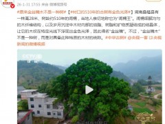 原来金丝楠木不是一种树 这是什么情况？