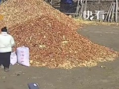 22个月大宝宝躺玉米芯上晒太阳 这是什么情况？