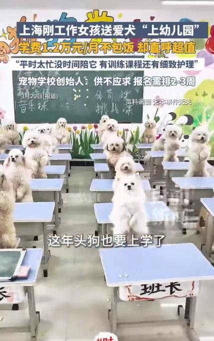 95后女生每月花1.2万送狗上学