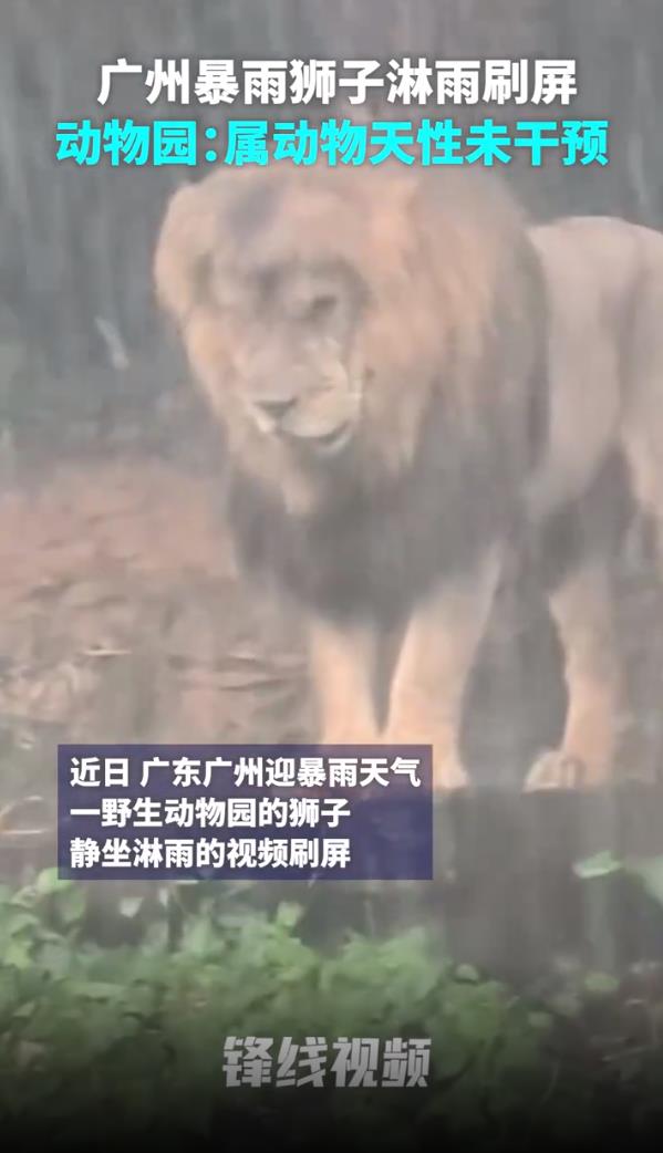 广州下暴雨 动物园&ldquo;落汤狮&rdquo;走红 