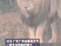 广州下暴雨 动物园“落汤狮”走红 这是什么情况？