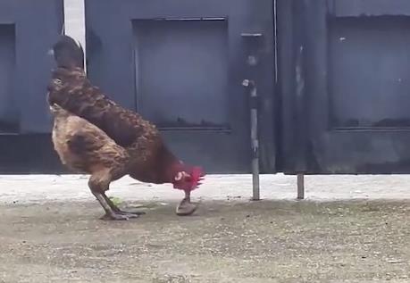 公鸡遇上小蛇顷刻间胜负已分