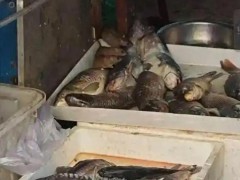 三只老鼠在鱼档吃“自助餐” ，鱼没等到食客，先等来鼠客！