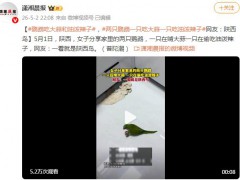 两只鹦鹉一只吃大蒜一只吃油泼辣子 这是什么情况？