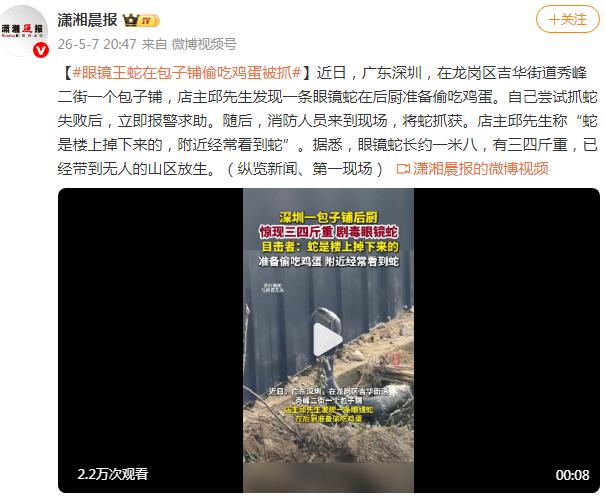 眼镜王蛇在包子铺偷吃鸡蛋被抓