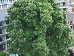 洛阳千年菩提树开花了 这是什么情况？