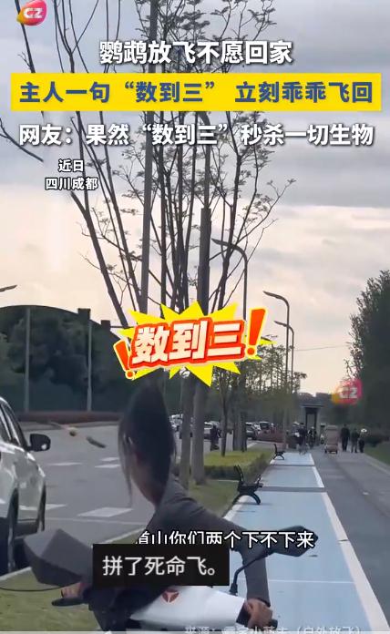 鹦鹉放飞不愿回家 主人一招搞定