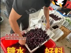 杨梅商贩浸泡8000倍超甜三无添加剂,甜过初恋？小心是“科技与狠活”！