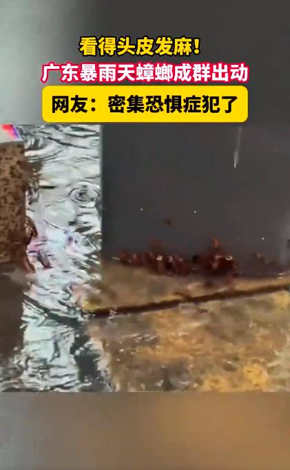 广东暴雨天蟑螂成群出动