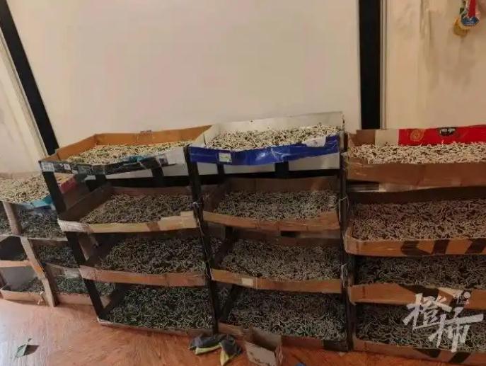 儿子想做蚕丝被 家人网购1万粒蚕卵