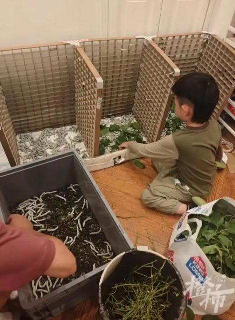 儿子想做蚕丝被 家人网购1万粒蚕卵
