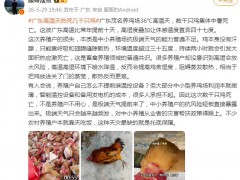 广东一养鸡场几千只鸡被热死 这是什么情况？