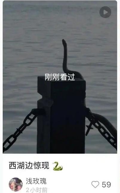 西湖边一条&ldquo;青蛇&rdquo;被围观