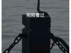 西湖边一条“青蛇”被围观 这是什么情况?