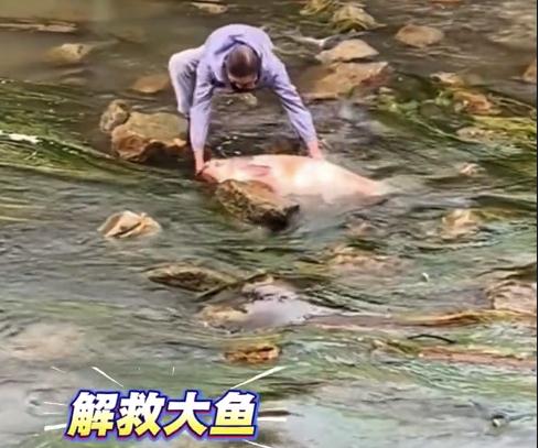 大爷下河解救搁浅大鱼 网友：我格局小了，以为大爷是去抓鱼
