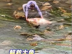 大爷下河解救搁浅大鱼 这是什么情况？