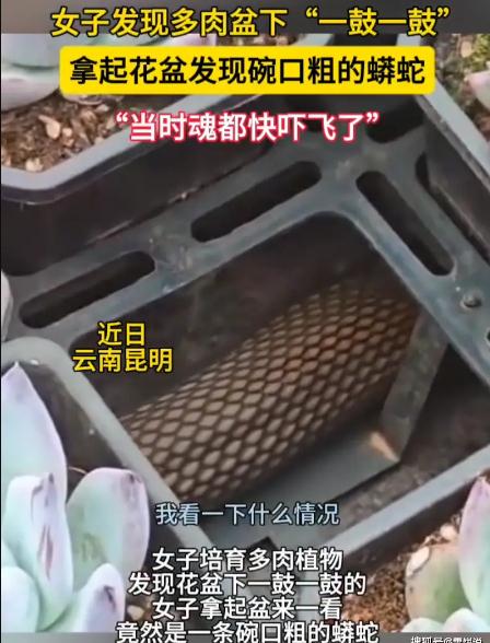 女子多肉盆下发现碗口粗蟒蛇