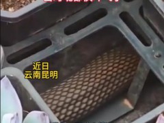 女子多肉盆下发现碗口粗蟒蛇 这是什么场面？