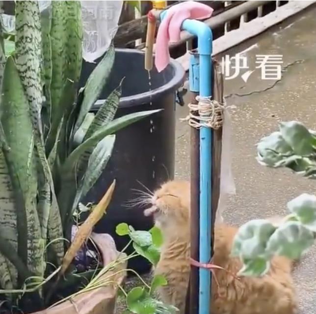 小猫喝水陶醉得像在喝玉液琼浆 