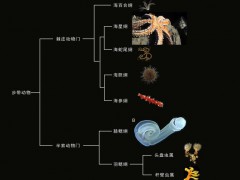 中国团队发现5.18亿年前“玉净虫” 改写动物演化史