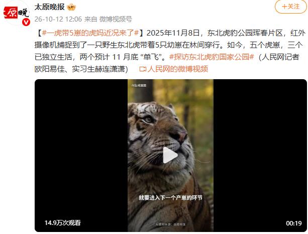 一虎带5崽的虎妈近况来了